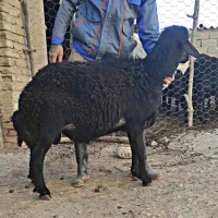 قوچ توقلی افشار