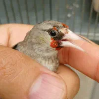 سهره دورگ کرمونی