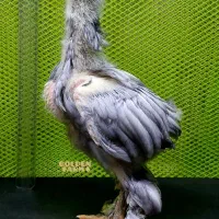 جوجه برهما 1ماهه