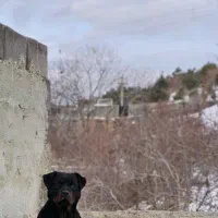 رتوایلر ماده