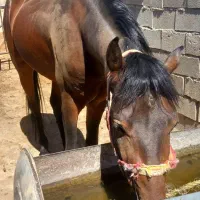 اسب نژاد ترکمن|اسب و تجهیزات اسب‌سواری|دامغان, |دیوار