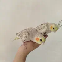 عروس هلندی دستی|پرنده|شاهین‌شهر, نبوت|دیوار