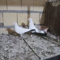 پنج جفت کفتر جفتگاه