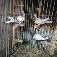 کبوتر سینه دمبی شهری|پرنده|شیراز, چوگیاه|دیوار