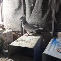 کفتر سوسنی دم سفید .دم سبز