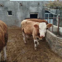 گاو نر سیمینتال|حیوانات مزرعه|باروق, |دیوار