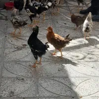 مرغ و خروس