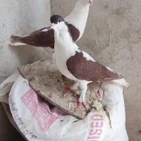 جفت عروسک