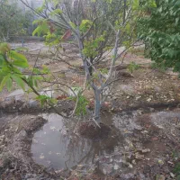 درخت چند ساله...|حراج|شهرضا, |دیوار