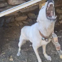 واگذاری سگ نگهبان|سگ|مشهد, میان ولایت|دیوار