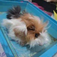 خوکچه هندی  ۴تا ماده و یک نر|موش و خرگوش|شهریار, شهریار|دیوار