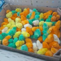 اردک با جوجه|پرنده|بنت, |دیوار