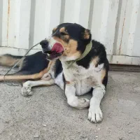 یه دونه سگ عراقی|سگ|کهریزک, |دیوار