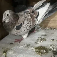 قارا هفرنگ