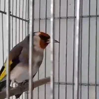 تخفیف هم داره|پرنده|مشهد, گلشور|دیوار