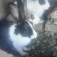 خرگوش