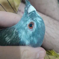 کبوتر المانی مفت|پرنده|مشهد, بهمن|دیوار