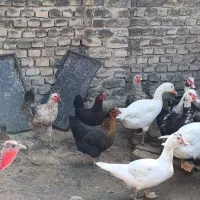 مرغ و خروس و بوقلمون|حیوانات مزرعه|نکا, |دیوار