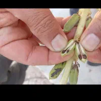 کنجد درجه ۱ ایرانی|خوردنی و آشامیدنی|اصفهان, شهرک گل نرگس|دیوار