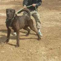 سگ سرابی اصیل