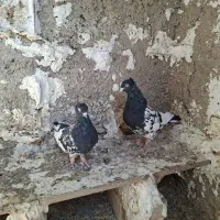 کبوتر کله سیاه جفتی|پرنده|مرودشت, رامجرد یک|دیوار