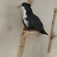 کرواتی ماده عالی