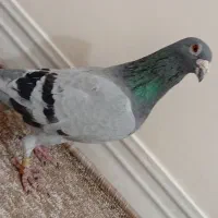 کبوتر پلاکی نر عراق|پرنده|خورموج, |دیوار