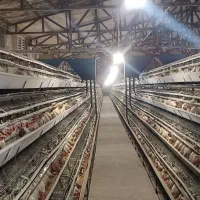 کارگر ساده مرغداری تخمگذار