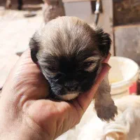 واگذاری شیتزو تریر