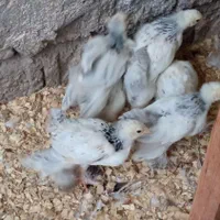 تخم،جوجه برهما لایت اصیل|حیوانات مزرعه|رشت, جانبازان|دیوار