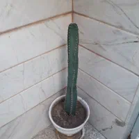 کاکتوس نادر .شاداب