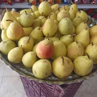 گلابی
