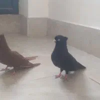 جفت صرب قطعه درشت دو پر کنار