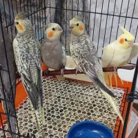 عروس هلندی