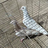 کفتر|پرنده|نیشابور, فردوس شمالی|دیوار