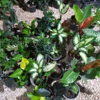 بار آپارتمانی جدید رسید|گل و گیاه طبیعی|جم, |دیوار