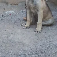 سرابی خاصا سگ توله