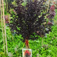 تولیدوفروش گلهای لوکس وکمیاب وارداتی|خدمات باغبانی و درختکاری|چابکسر, |دیوار