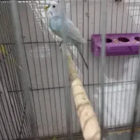 یک جفت مرغ عشق فوق مولد