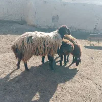 قوچ همو میش بره بز