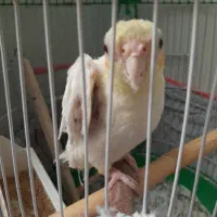 ایدز پرندگان گرفته ۱۵۰