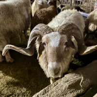 دام پای پروار