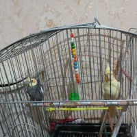 پرنده|پرنده|مشهد, چاهشک|دیوار