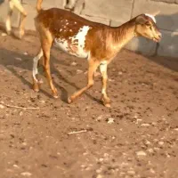 خالث|حیوانات مزرعه|رشت, امین الضرب|دیوار