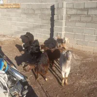 بزغاله  میش بره