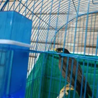 مرغ مینا|پرنده|بم, |دیوار