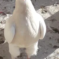 کبوتر‌طوقی|پرنده|حمیدیا, |دیوار