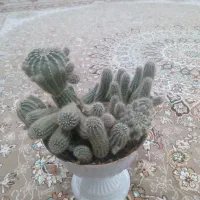 دوتا گل کاکتوس