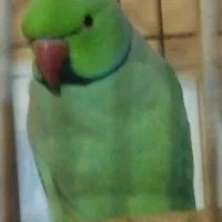 طوطی ملنگو زیبا