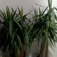 یوکا|گل و گیاه طبیعی|تهران, آهنگ|دیوار